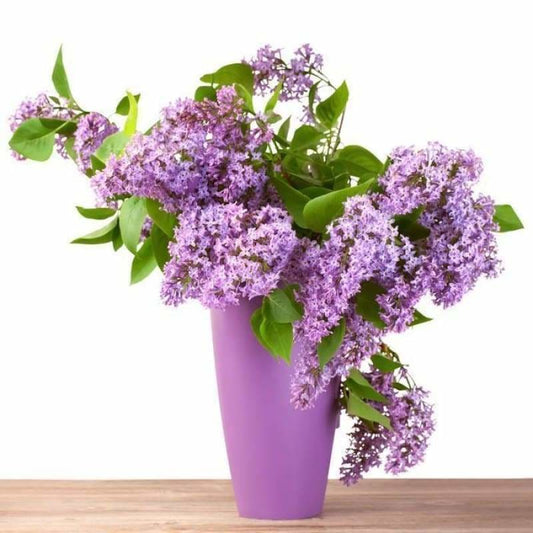 New Hot Sale Lavender Full Drill - 5D Diy Diamond Painting