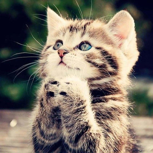 New Hot Sale Pet Cat Picture Full Drill - 5D Diy Diamond
