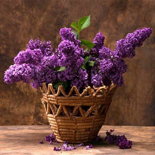 Special Free Shipping Lavender Full Drill - 5D Diy Diamond