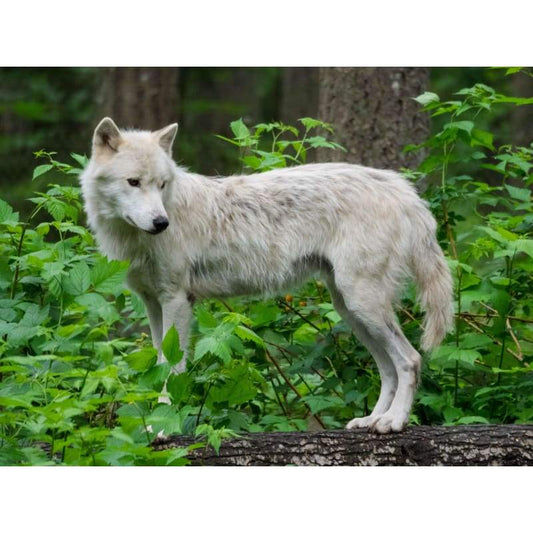 White Wolf In Bush- Full Drill Diamond Painting - Special