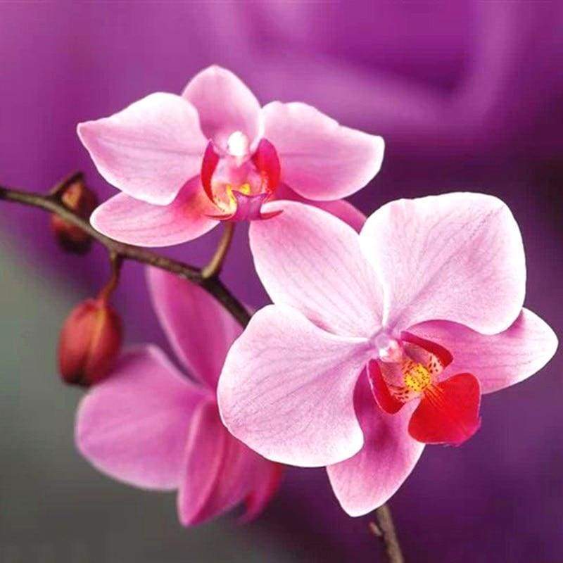 Full Drill - 5D DIY Diamond Painting Kits Beautiful Orchid - NEEDLEWORK KITS