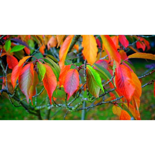 Autumn Coloured Leaves - Full Drill Diamond Painting