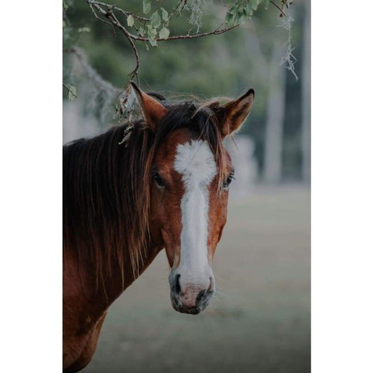 Beautiful horse - Full Drill Diamond Painting - Special