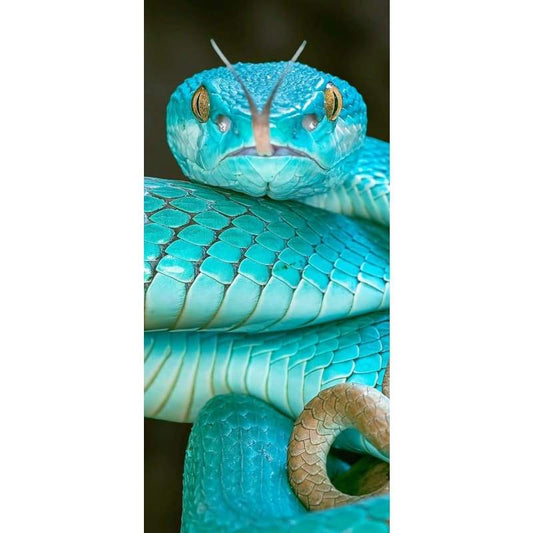 Blue Snake- Full Drill Diamond Painting - Special Order -