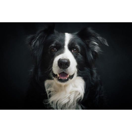 Border Collie 01 - Full Drill Diamond Painting - Special