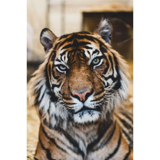 Brown Tiger 02- Full Drill Diamond Painting - Special Order