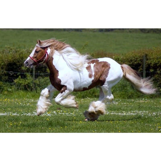 Clydesdale Horse- Full Drill Diamond Painting - Special