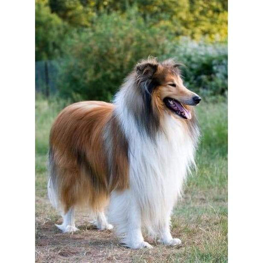 Collie - Full Drill Diamond Painting - Special Order - Full