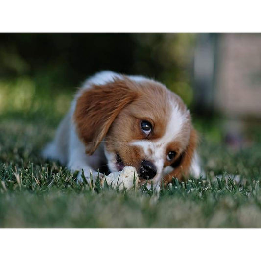 Cute Puppy - Full Drill Diamond Painting - Special Order -