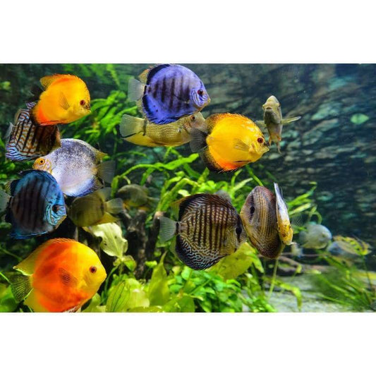 Fishies- Full Drill Diamond Painting - NEEDLEWORK KITS