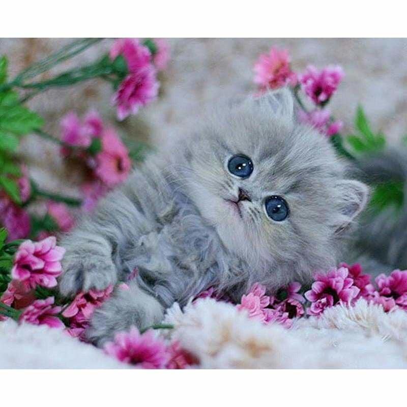 Full Drill - 5D DIY Diamond Painting Kits Cute Little kitten - NEEDLEWORK KITS