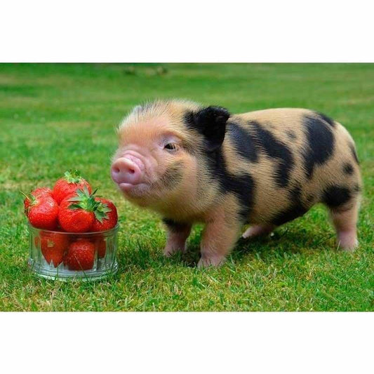 Full Drill - 5D DIY Diamond Painting Kits Cute Pig