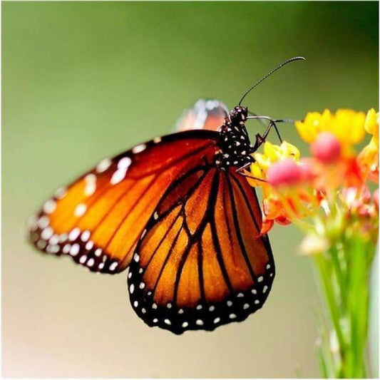 Full Drill - 5D DIY Diamond Painting Kits Fantastic