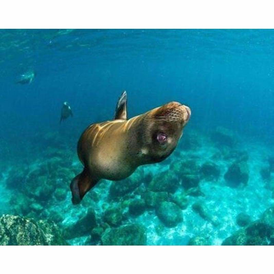 Full Drill - 5D DIY Diamond Painting Kits Funny Seal in the