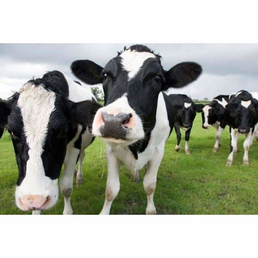 Full Drill - Cow Full Drill - 5D Diy Embroidery Diamond