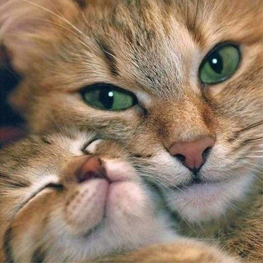 Full Square Drill Full Drill - 5D DIY Diamond Painting