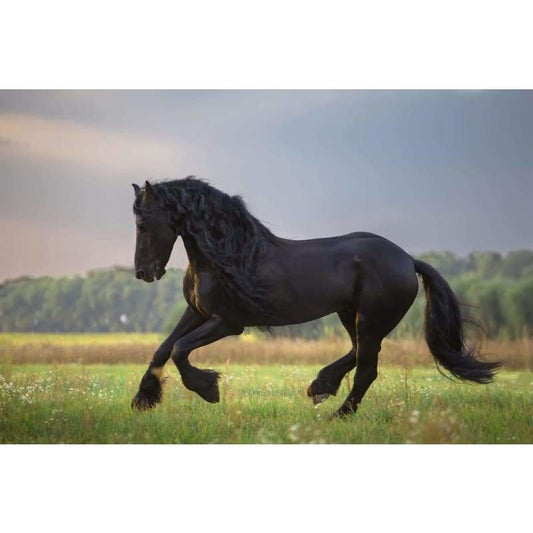 Horse D- Full Drill Diamond Painting - Special Order - Full