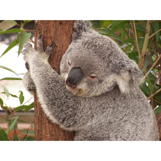 Koala-2- Full Drill Diamond Painting - Special Order - Full