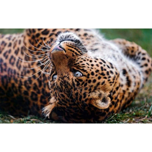 Leopard Upside Down- Full Drill Diamond Painting - Special