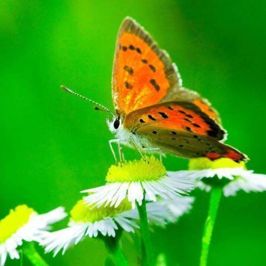 New Butterfly Diy Full Drill - 5D Crystal Diamond Painting