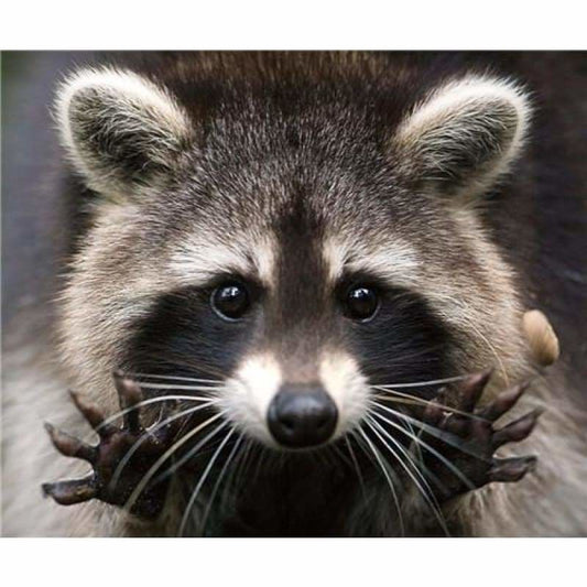 New Hot Sale Cross Stitch Cute Raccoon DIY Full Drill - 5D