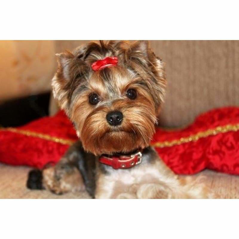 New Hot Sale Cute Dog Picture Full Drill - 5D Diamond 