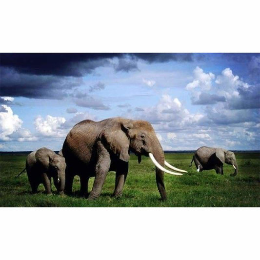 New Hot Sale Photo Elephant Full Drill - 5D Diy Diamond