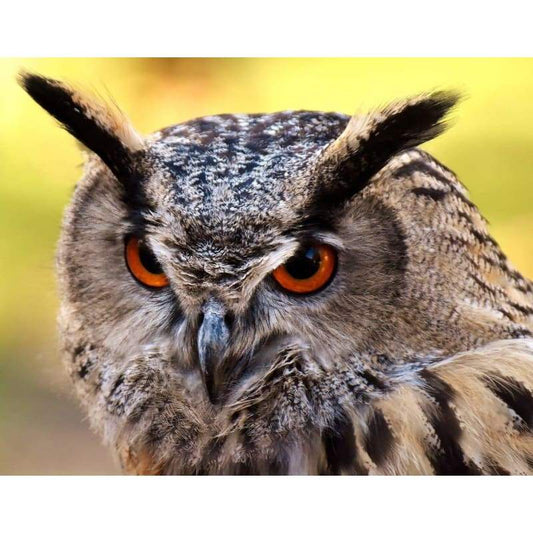 Owl-29- Full Drill Diamond Painting - Special Order - Full