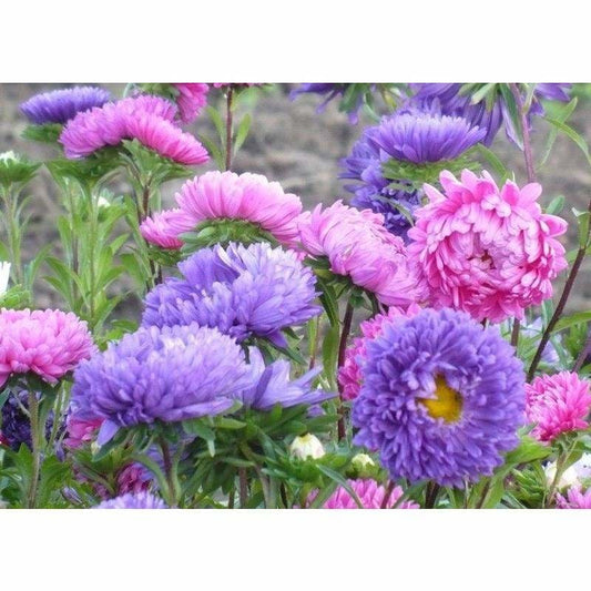 Patterns Flowers Full Drill - 5D Diy Diamond Painting Kits