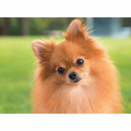 Pomeranian-on-grass - Full Drill Diamond Painting - Special