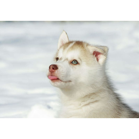 Puppy husky - Full Drill Diamond Painting - Special Order -