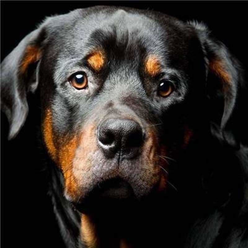 Special Dog Rottweiler Pictures Full Drill - 5D Diy Diamond Painting K ...