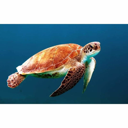 Turtle in ocean- Full Drill Diamond Painting - NEEDLEWORK KITS